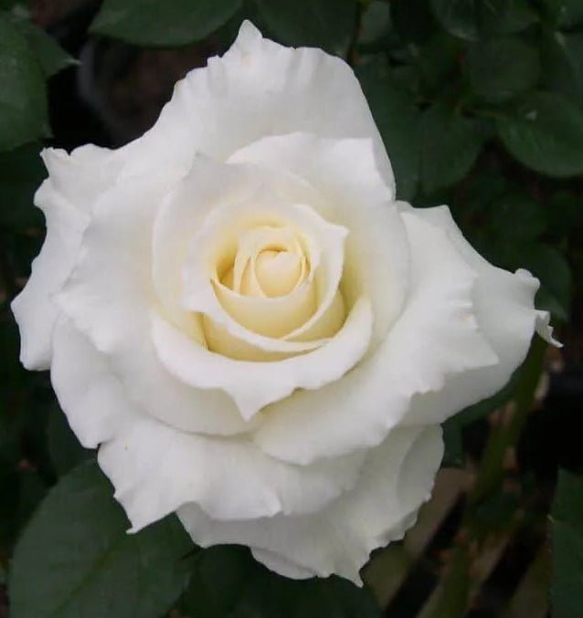 Rose 'Honour' (Rosa)
