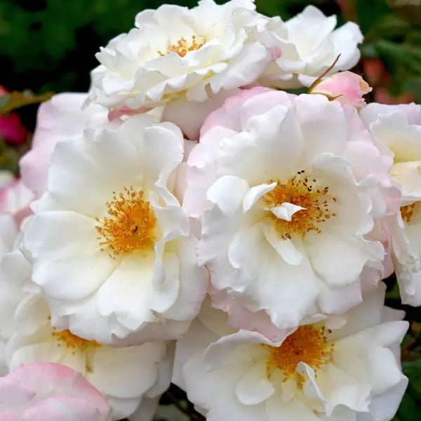 Rose 'Ice Princess' - Ladybird Nursery