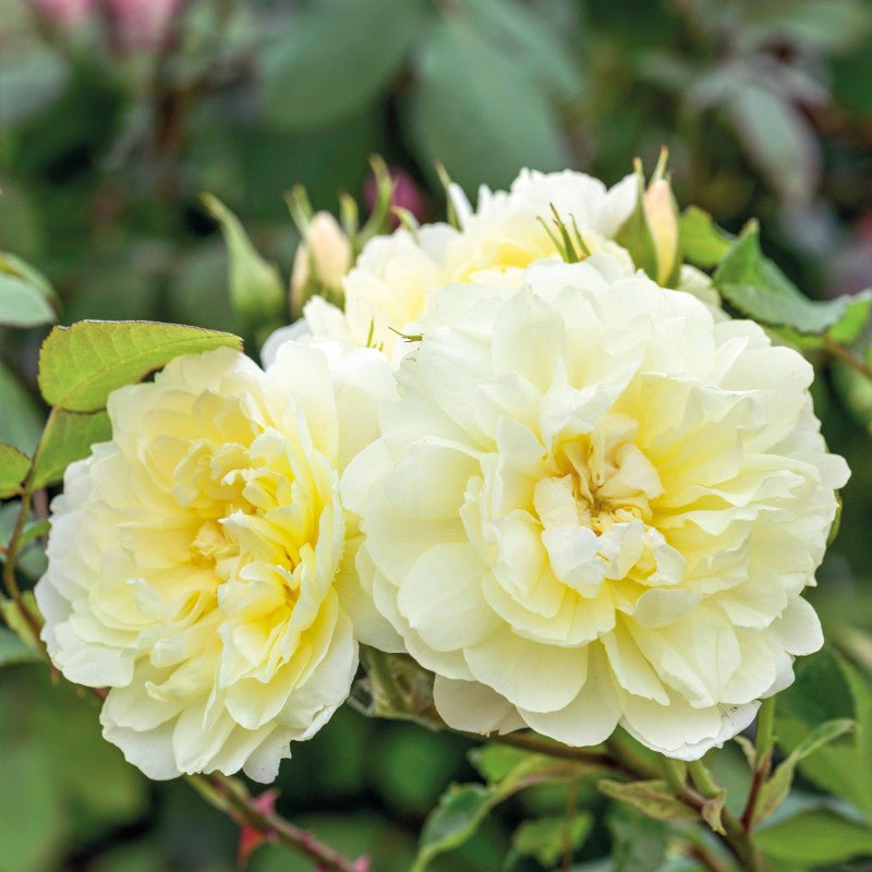 Rose ‘Imogen' (David Austin) - Ladybird Nursery