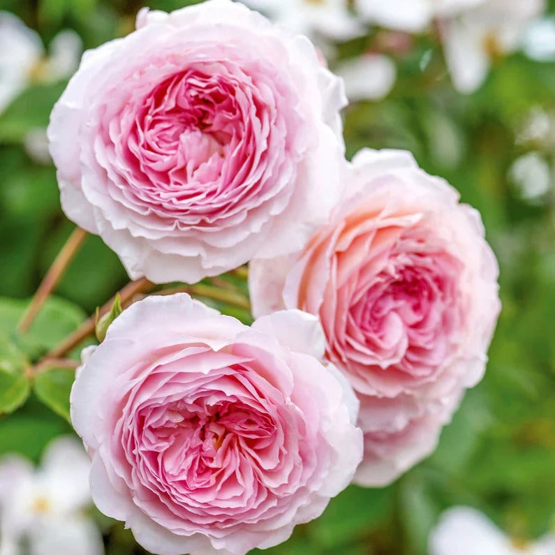 Rose 'James Galway' (David Austin) - Large