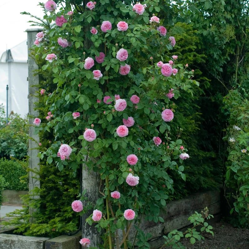 Rose 'James Galway' (David Austin) - Large - Ladybird Nursery