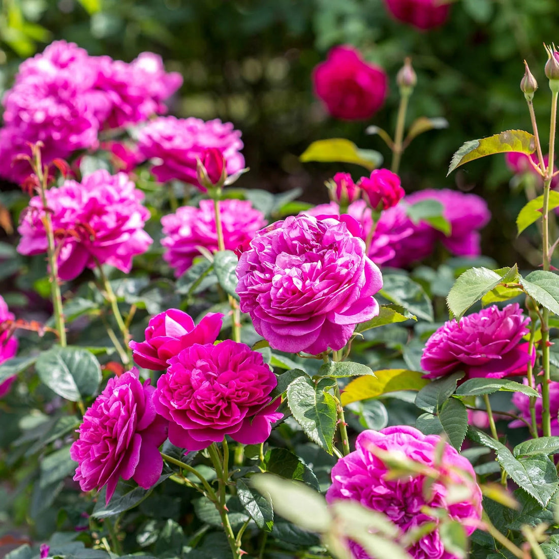 Rose ‘James L' (David Austin)