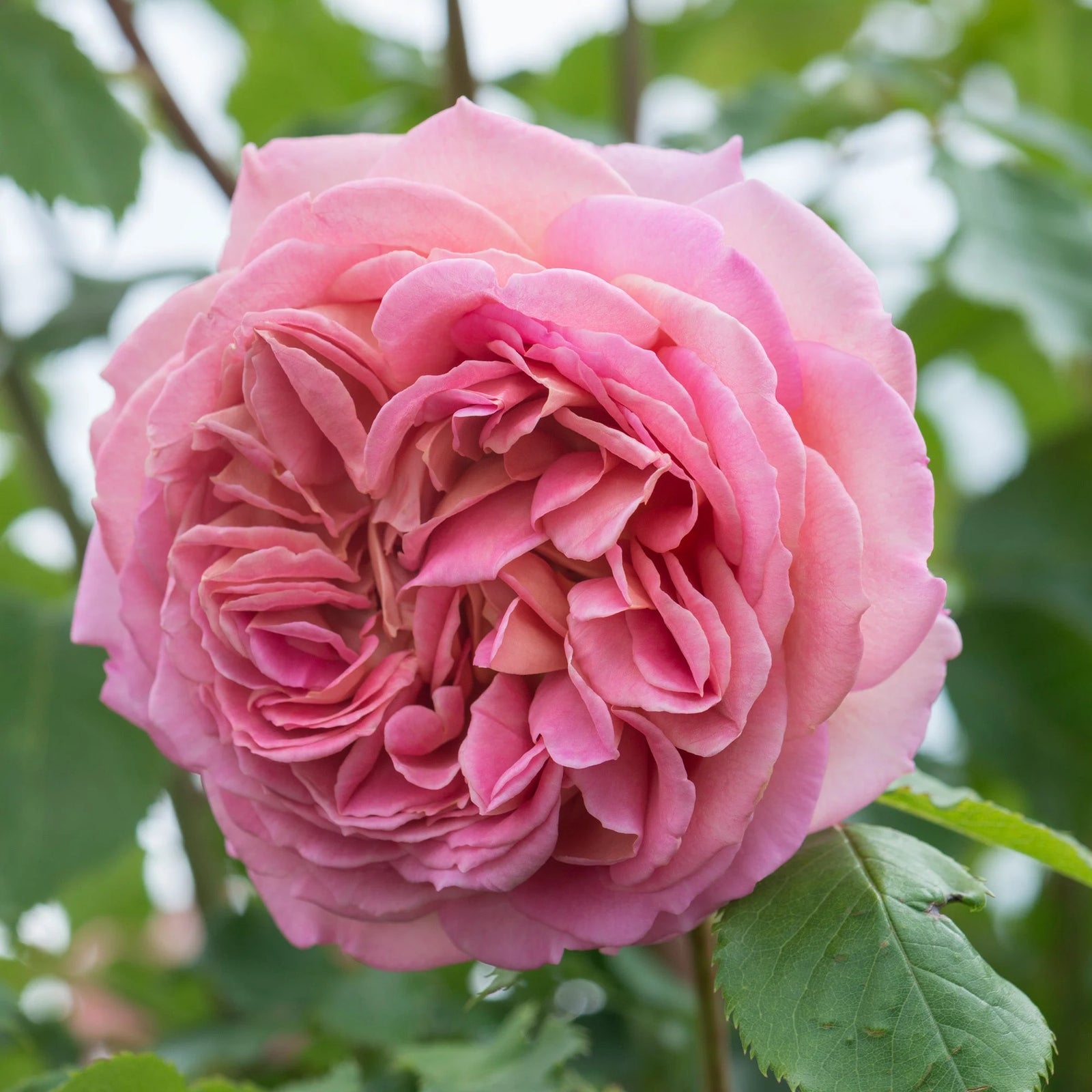 Rose 'Jubilee Celebration' (David Austin) - Large
