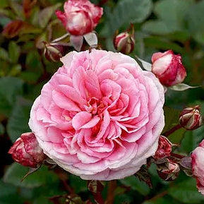 Rose 'Love Affair'