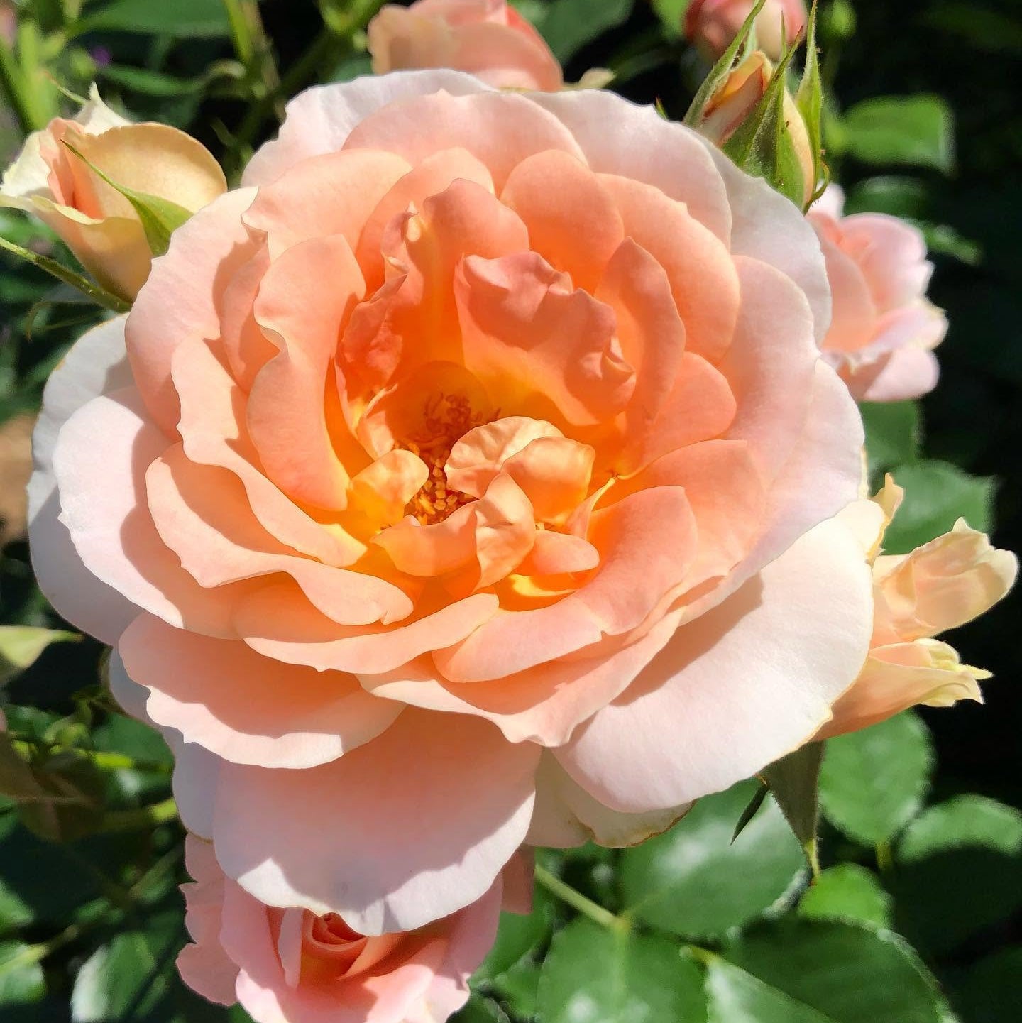 Rose 'Peach Profusion'