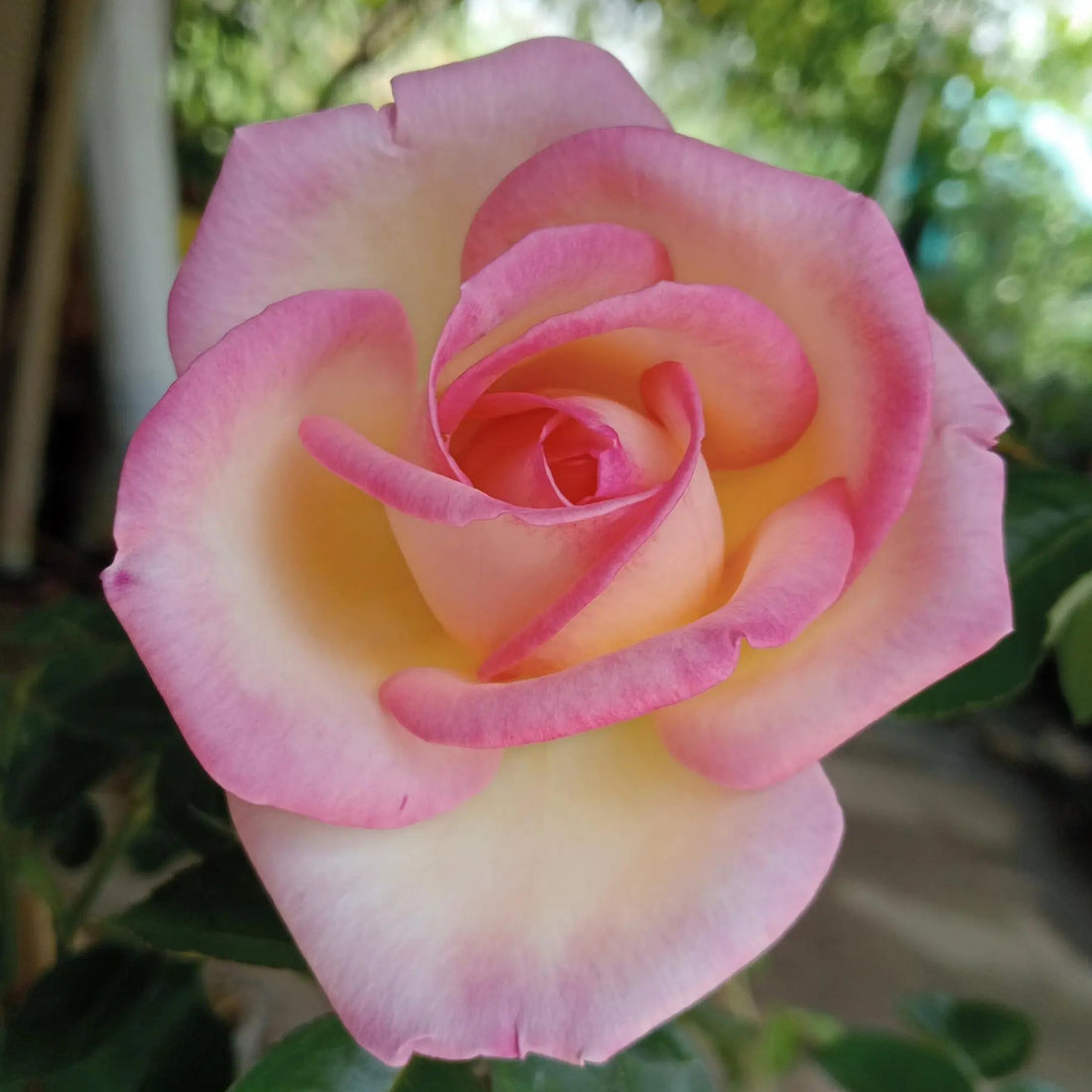 Rose 'Princess De Monaco' - 3ft Standard (PICKUP ONLY)
