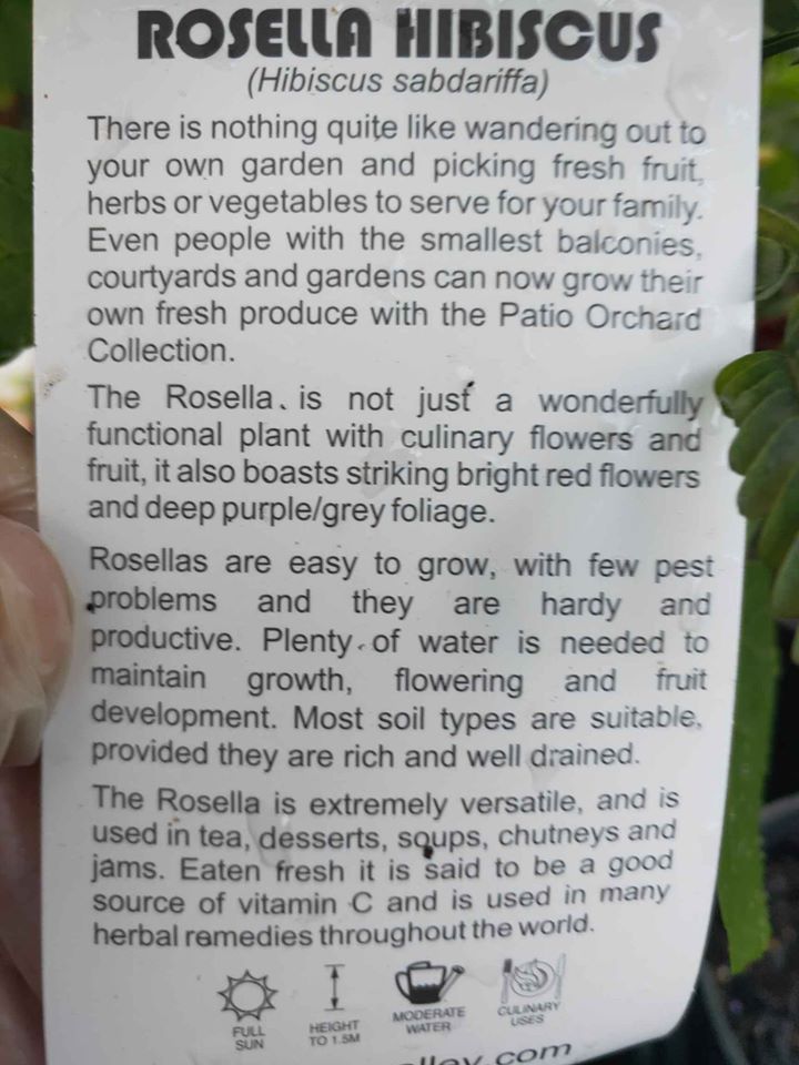 Rosella Plant (Hibiscus sabdariffa) - Ladybird Nursery