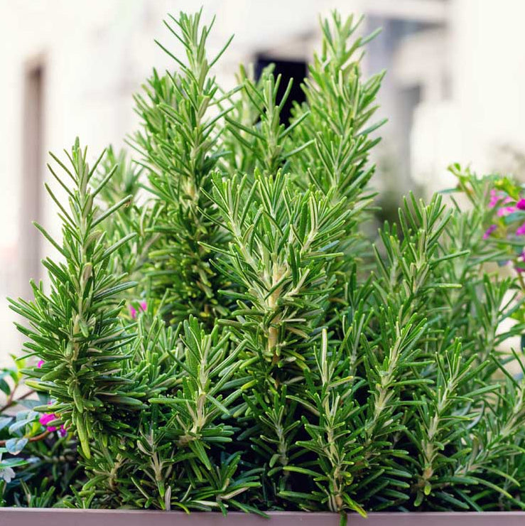 Rosemary (PICKUP ONLY) - Ladybird Nursery