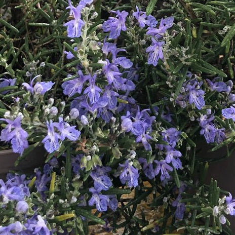 Rosemary Blue Lagoon - Ladybird Nursery