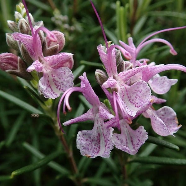 Rosemary 'Pink Remembrance' - Ladybird Nursery