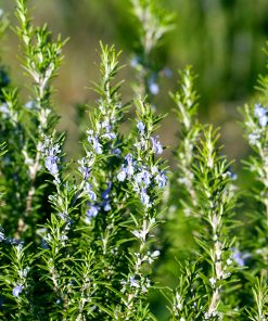 Rosemary Gallipoli (Rosmarinus officinalis) - Ladybird Nursery