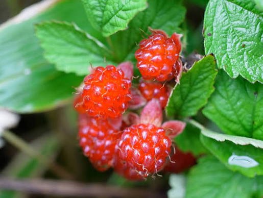Native Raspberry (Rubus parvifolius) - Large - Ladybird Nursery