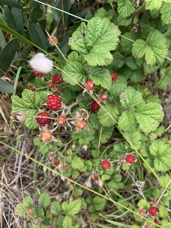Native Raspberry (Rubus parvifolius) - Large - Ladybird Nursery