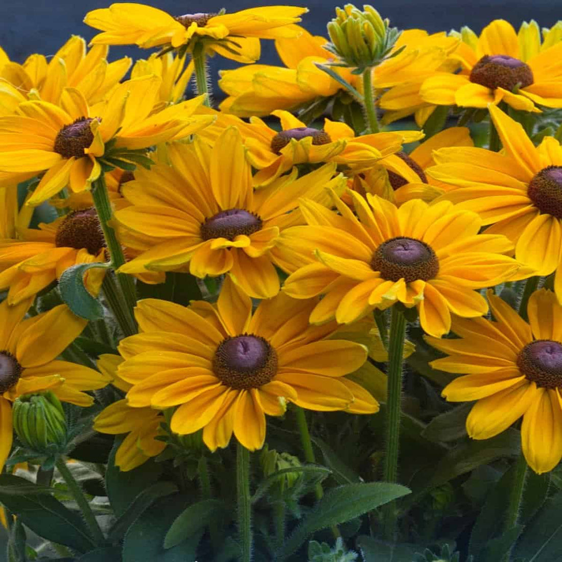Rudbeckia Sunbeckia Black - eyed Susan Carla - Ladybird Nursery
