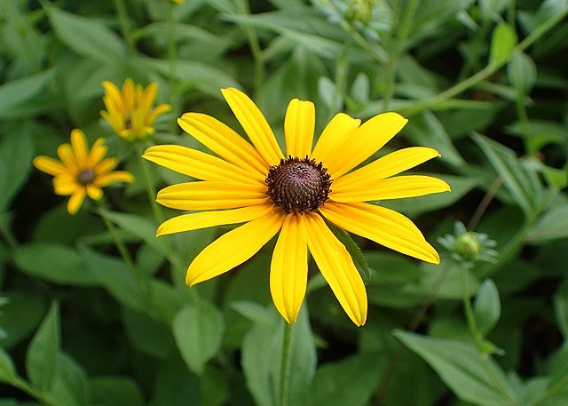Rudbeckia Sunbeckia Black - eyed Becky Susan Mix - Ladybird Nursery