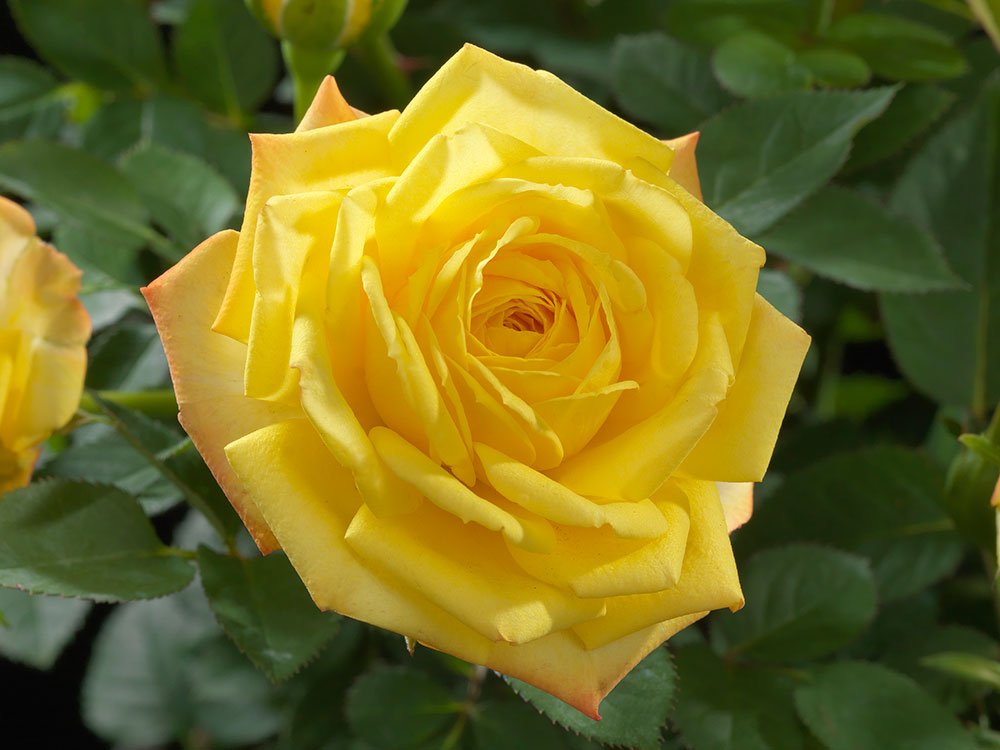 Rose Terrazza® Festival (Rosa) - Ladybird Nursery