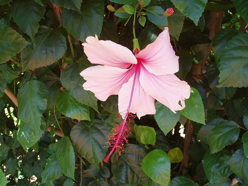 Hibiscus 'Ruth Wilcox' (Hibiscus rosa-sinensis) - Ladybird Nursery