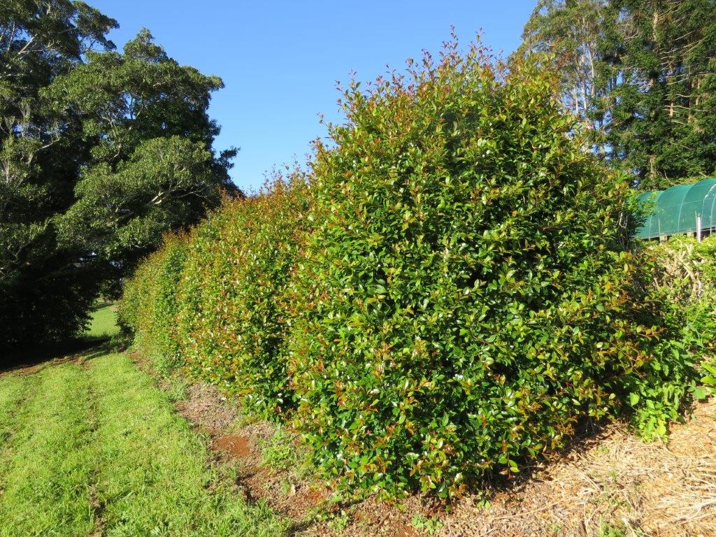 Lilly Pilly Select (Syzygium australe) - Ladybird Nursery