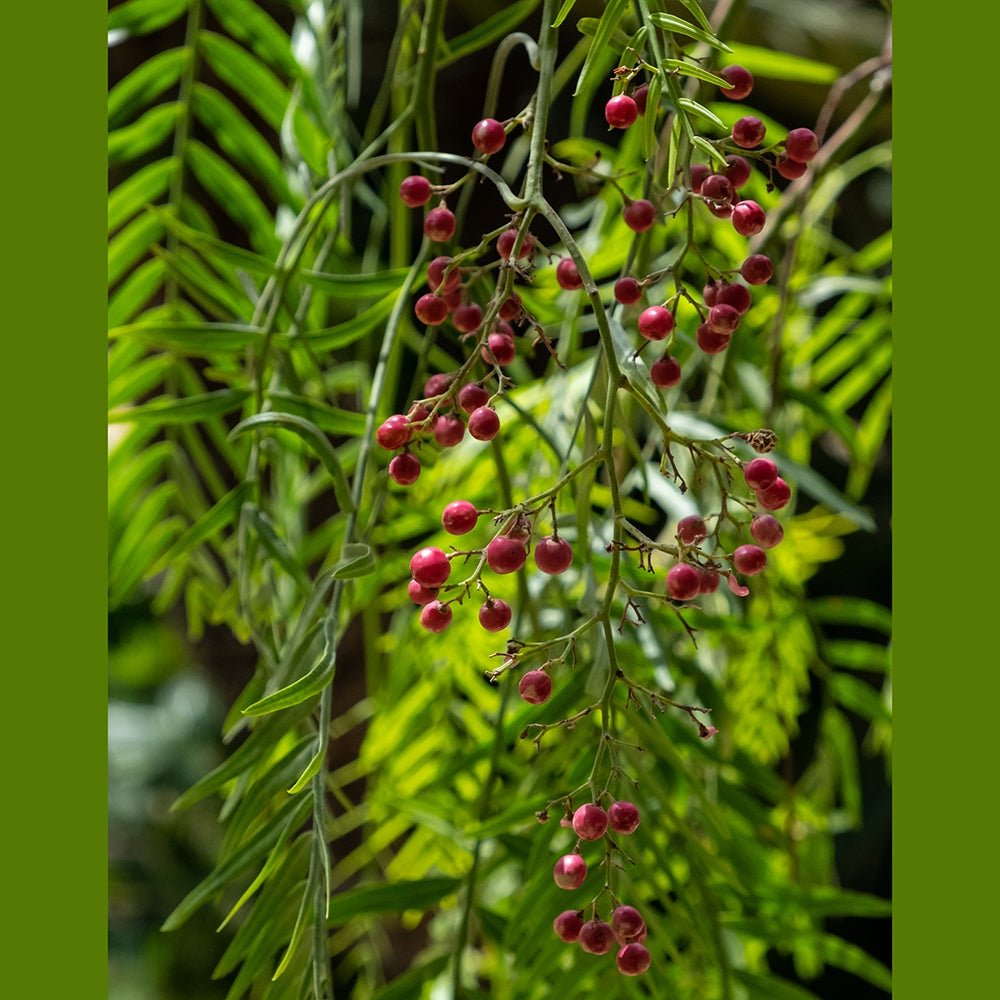 Peruvian Peppertree (Schinus molle) - Ladybird Nursery