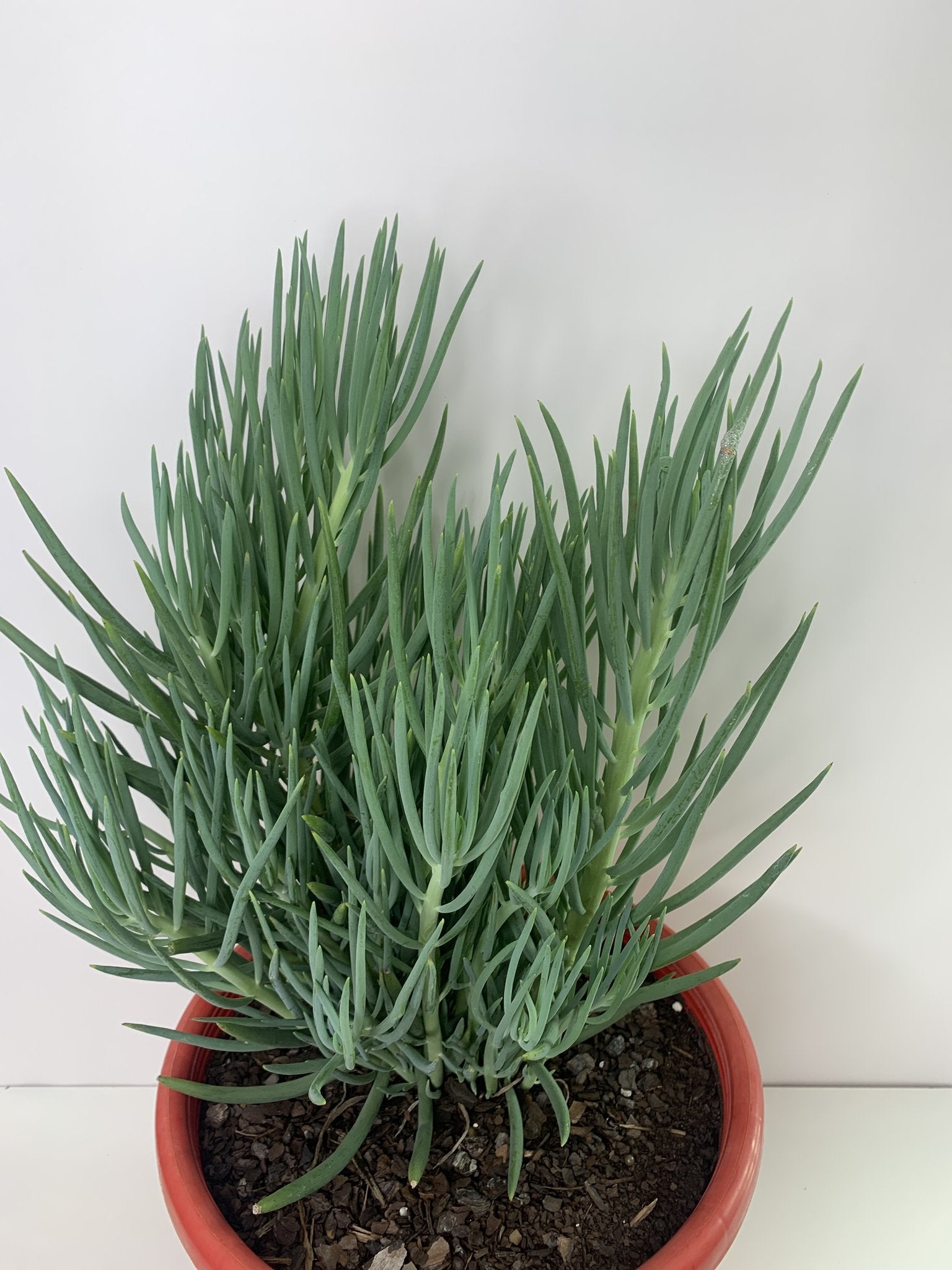 Senecio Nolas Pride (Senecio) - Ladybird Nursery