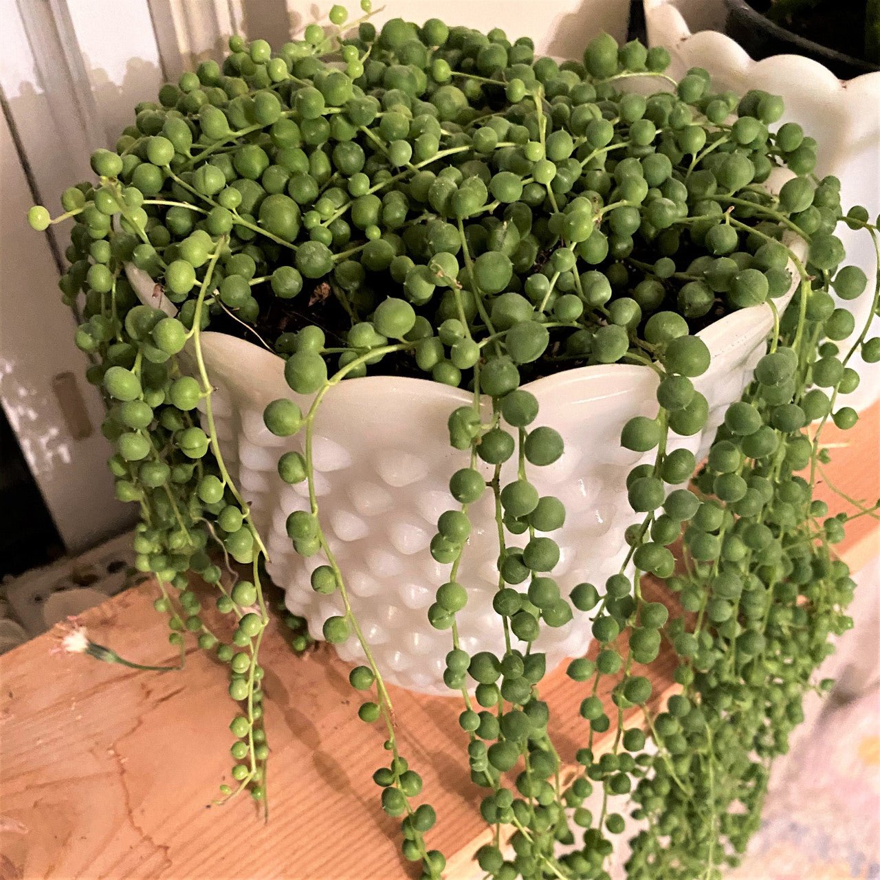String of Pearls (Senecio rowleyanus) - Ladybird Nursery