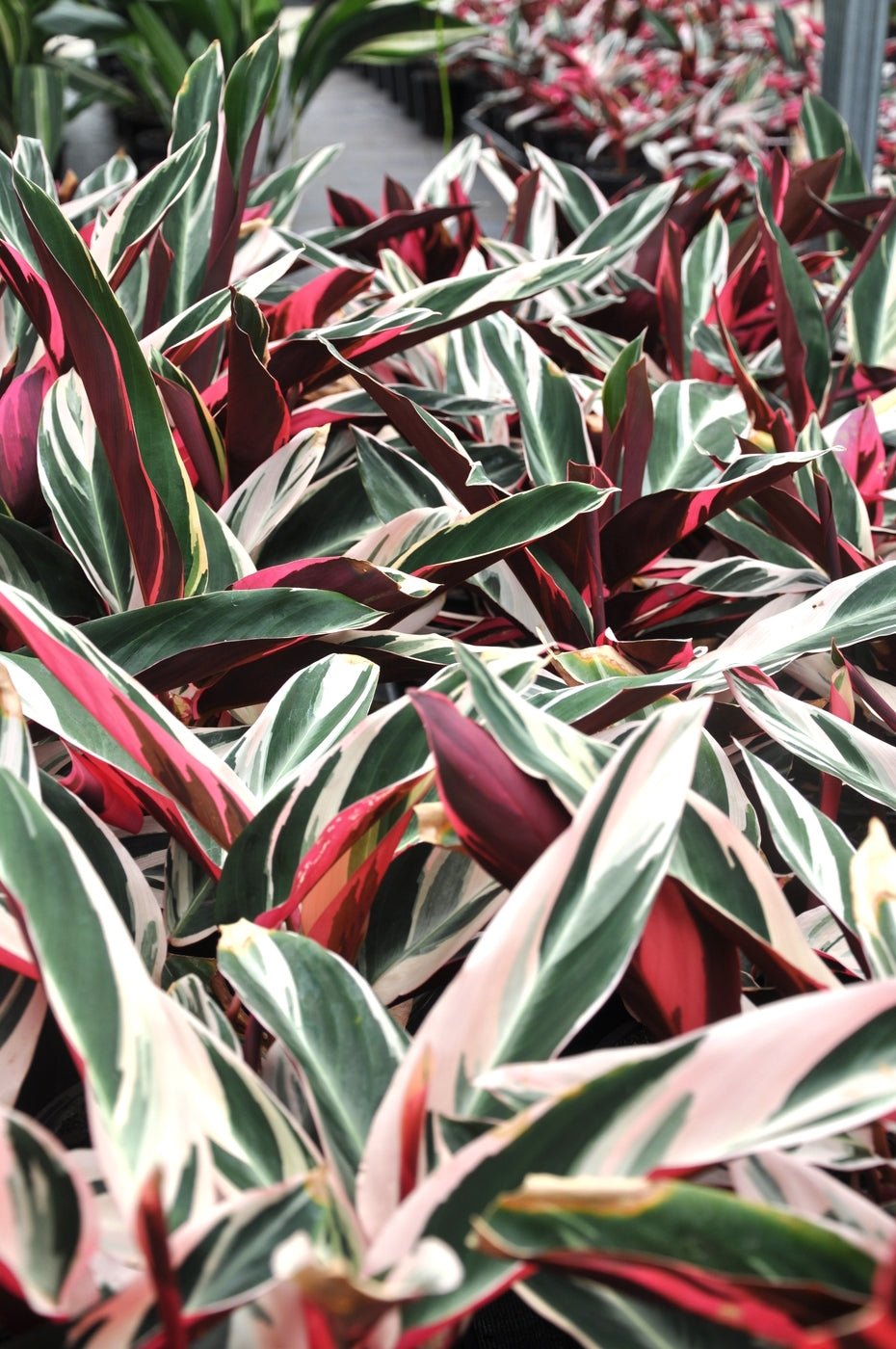 Stromanthe sanguinea 'Triostar' - Ladybird Nursery
