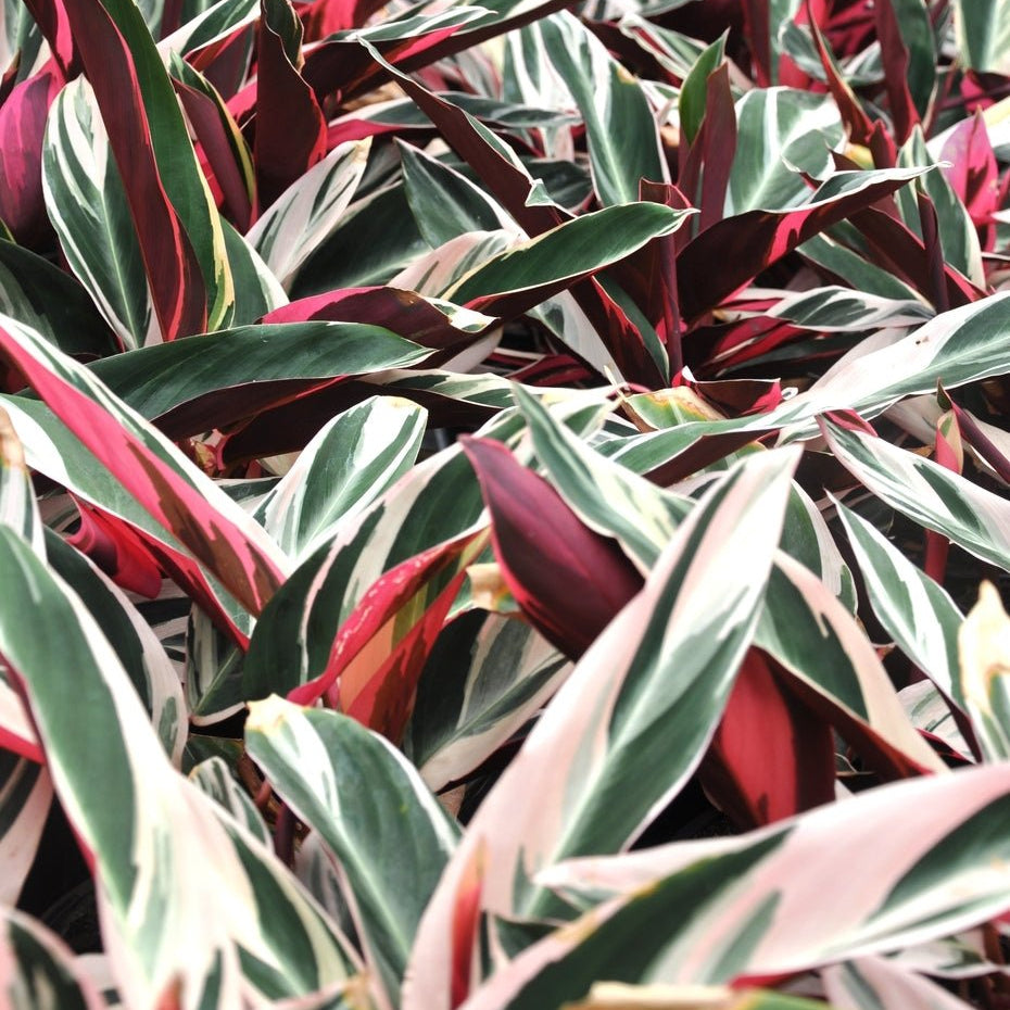 Stromanthe sanguinea 'Triostar' - Ladybird Nursery