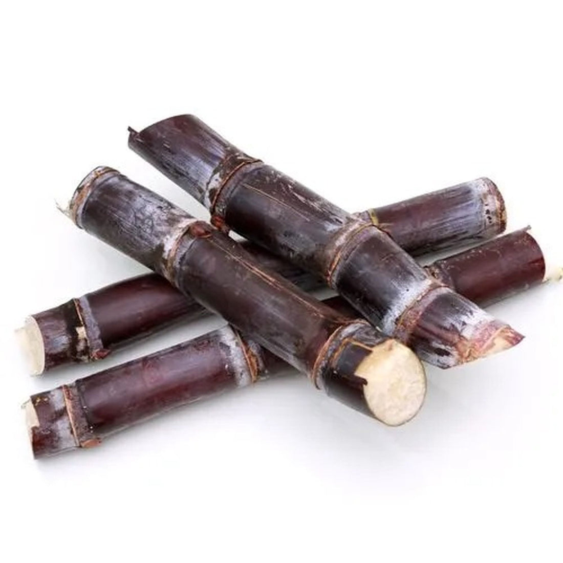 Black Sugarcane burgundy (QLD ONLY) - Ladybird Nursery