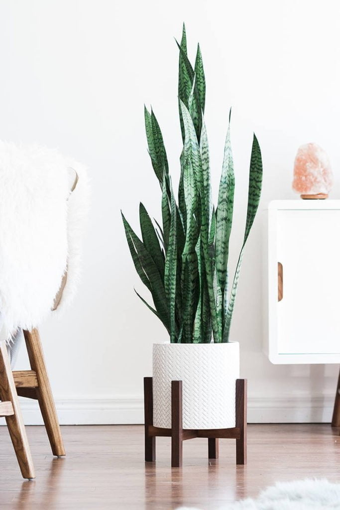 Sansevieria - Ladybird Nursery