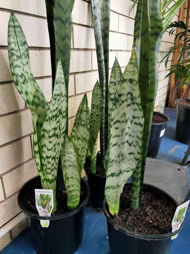 Sansevieria - Ladybird Nursery