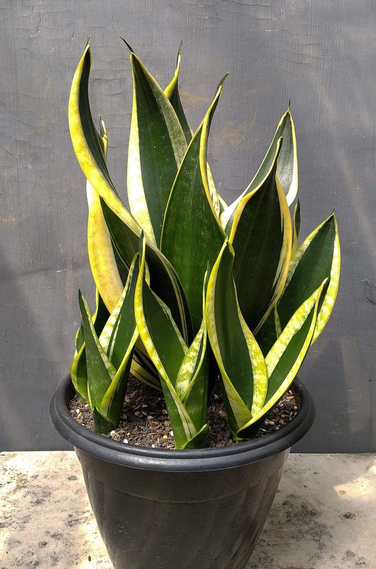 Sansevieria 'Superba Black Gold'