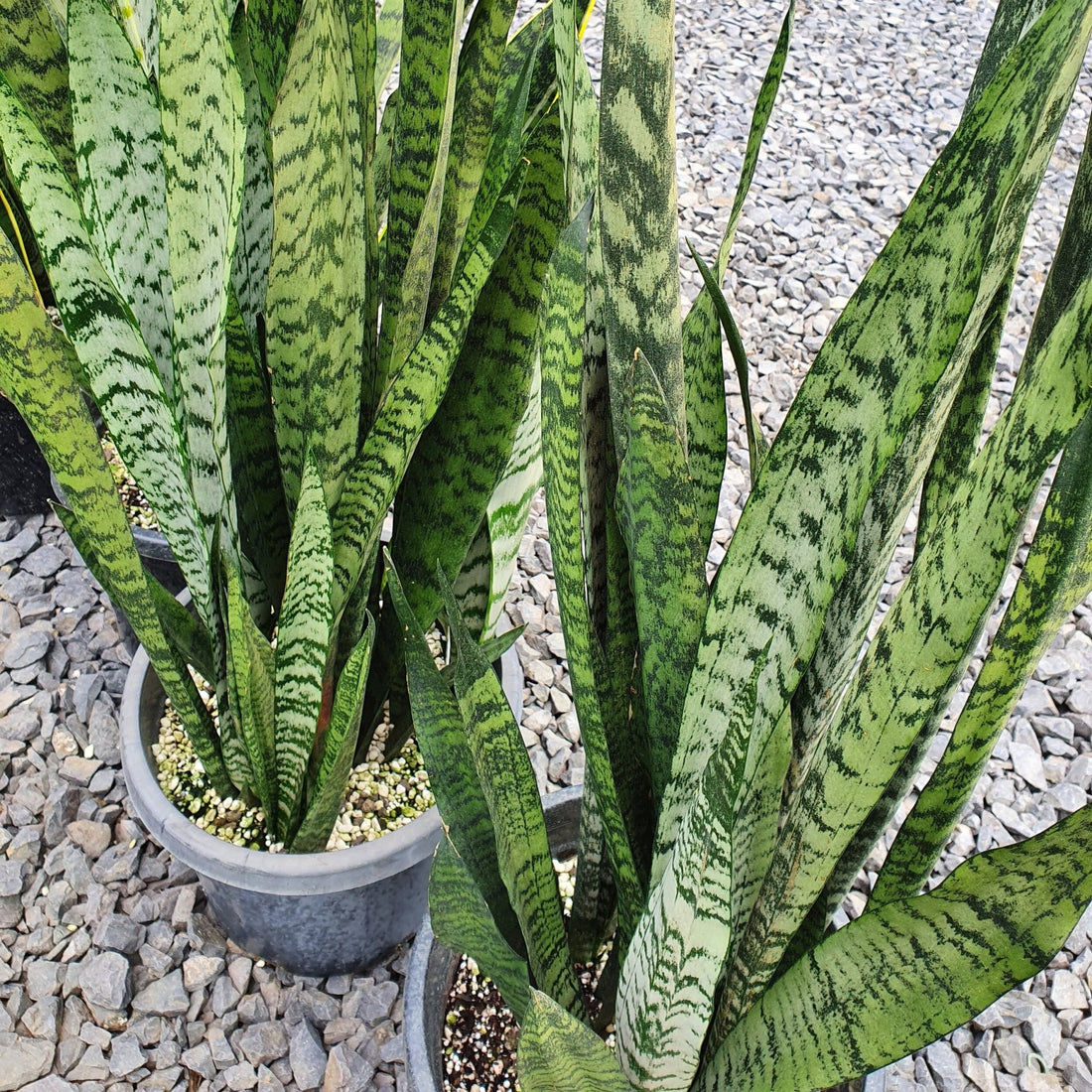 Sansevieria 'Trifasciata' - Ladybird Nursery
