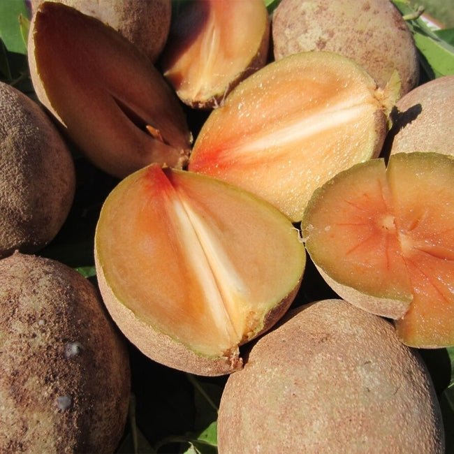 Sapodilla C55 - Ladybird Nursery