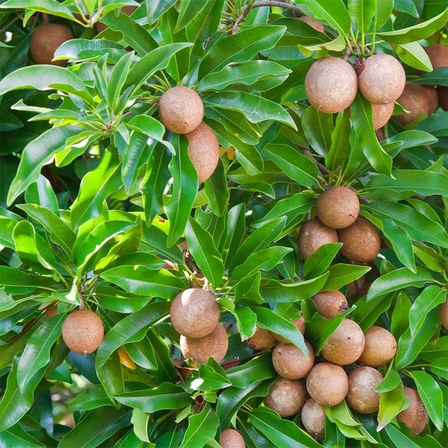 Sapodilla Sawo Manila