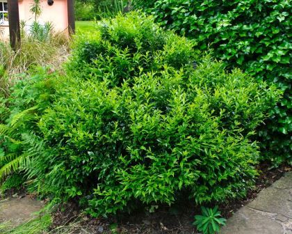 Sweet Box (Sarcococca confusa) - Ladybird Nursery