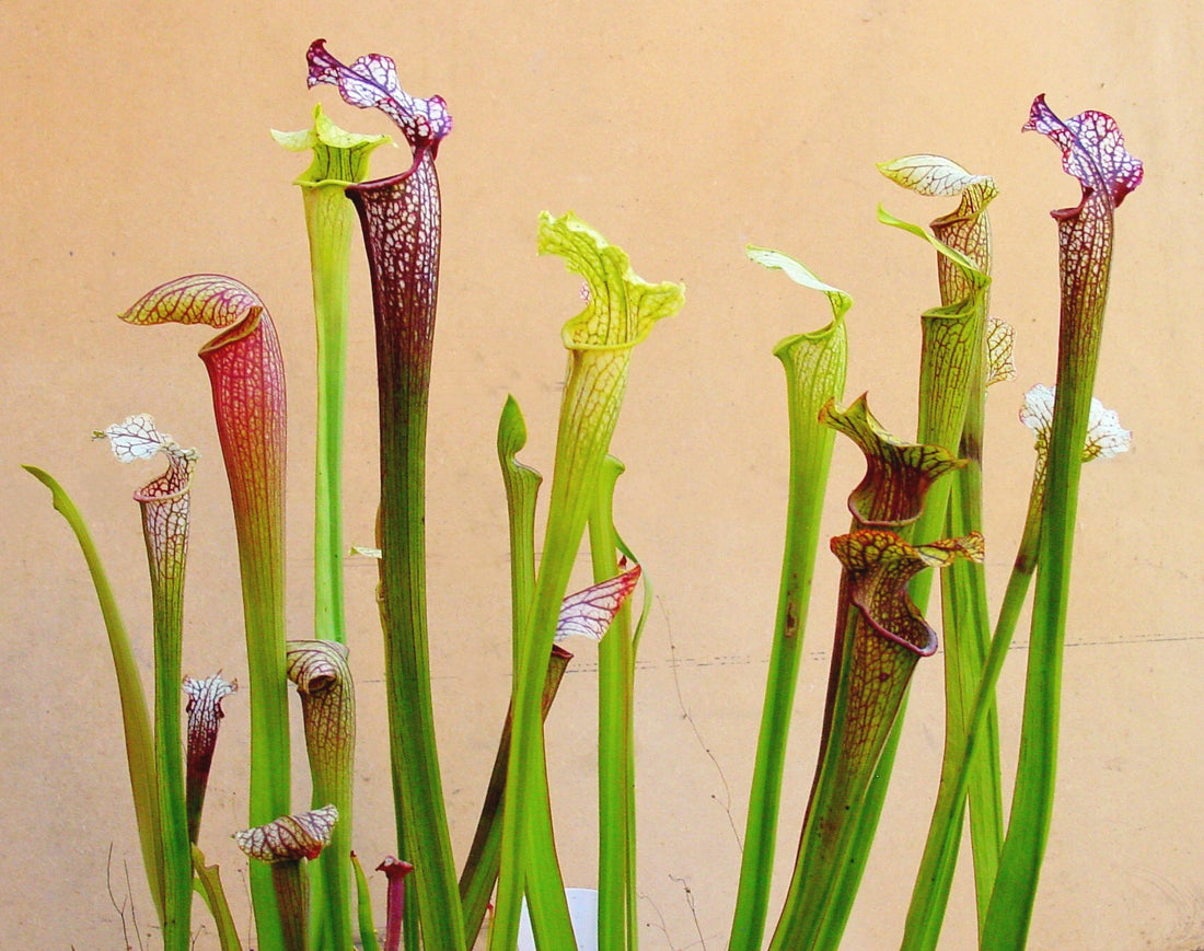Pitcher Plant (Sarracenia) - Ladybird Nursery