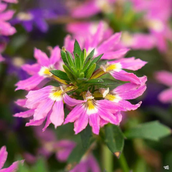 Fan Flower (Scaevola aemula) - Ladybird Nursery