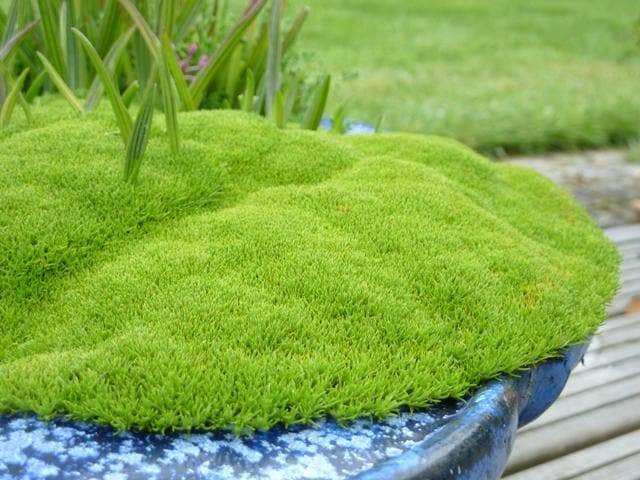 Cushion Bush Plant – Buy Now! – Ladybird Nursery