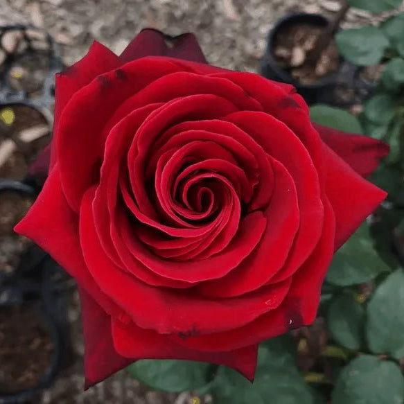 Rose Standards 'Mr Lincoln' 3ft (PICKUP ONLY) - Ladybird Nursery
