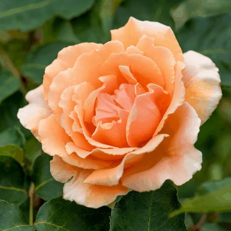 Rose Just Joey (Rosa) - Ladybird Nursery