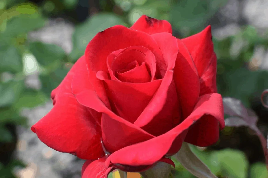 Rose Kardinal 2 ft Standards (Rosa) - Ladybird Nursery