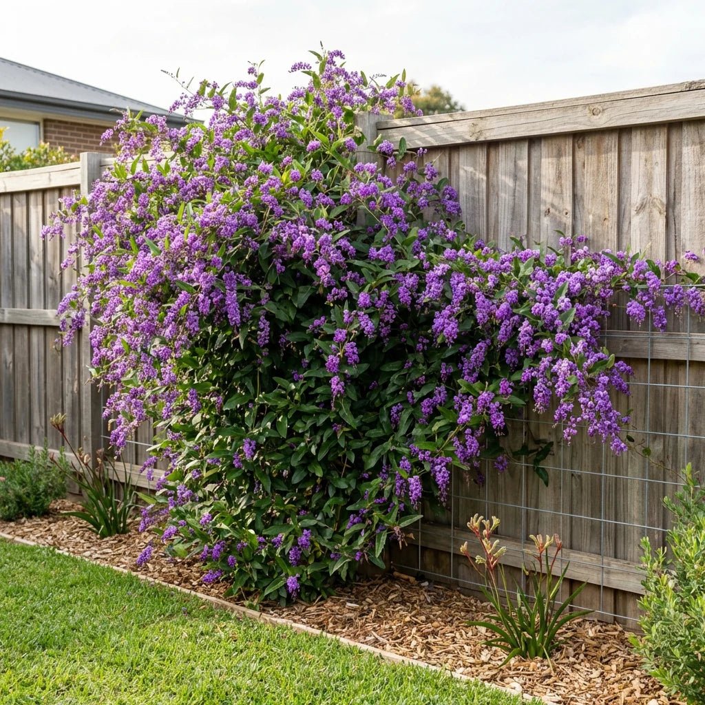 Hardenbergia 'Sea of Purple' - Ladybird Nursery