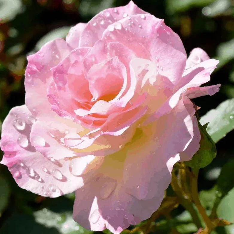 Rose 'Seduction' (Rosa) - Ladybird Nursery