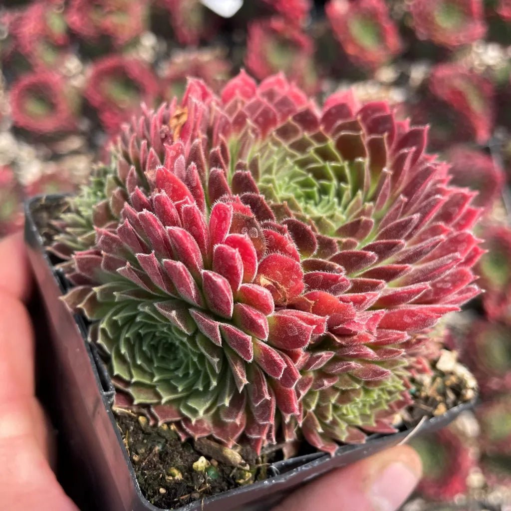 Hens and Chicks (Echeveria Zorro) - Ladybird Nursery