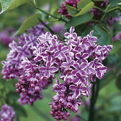 Lilac 'Sensation' (Syringa vulgaris) (BARE ROOT)