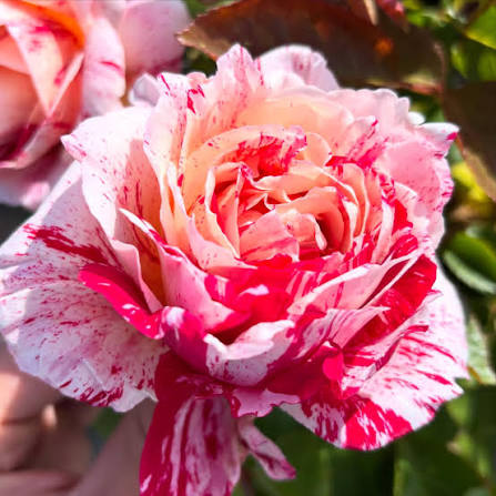 Rose ‘Sentimental’ - Large