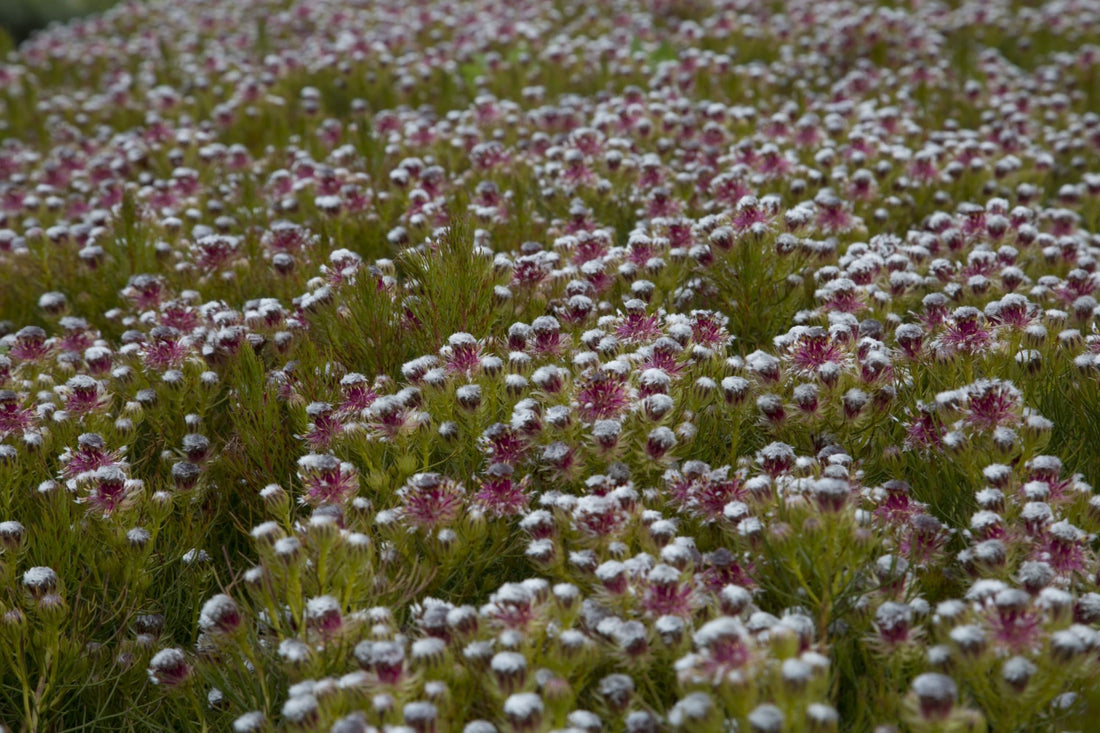 Serruria phylicoides 'Raspberry Burst' - Ladybird Nursery