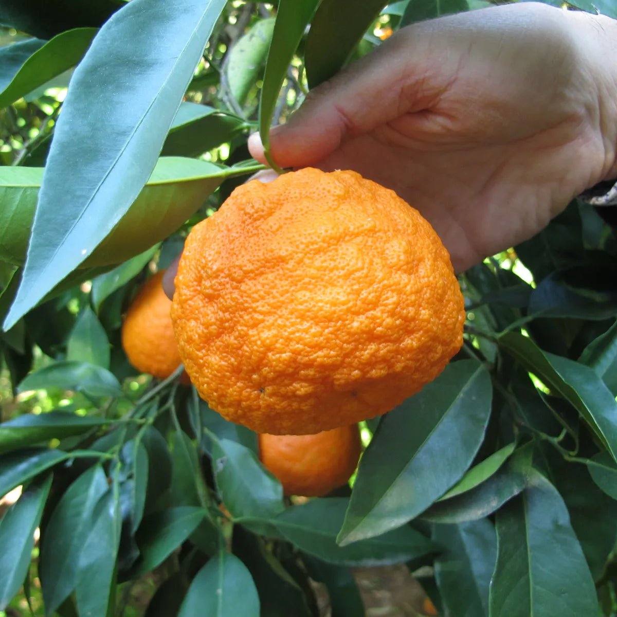 Seville Orange 'Rough Skin' (QLD Only) - Ladybird Nursery