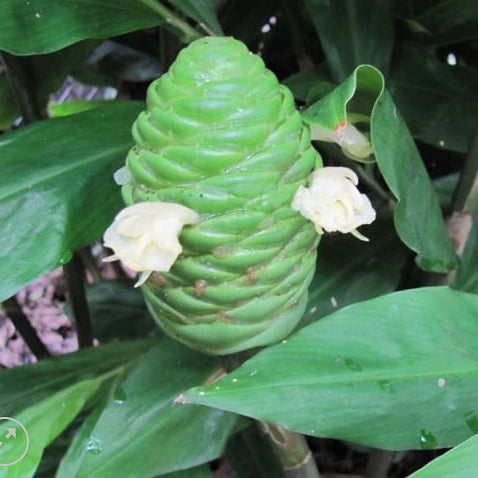 Shampoo Ginger plants - Ladybird Nursery
