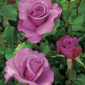 Rose Shocking Blue 3 ft Standards (Rosa) - Ladybird Nursery